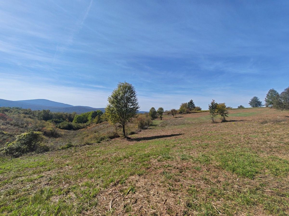 The open meadow with scattered trees